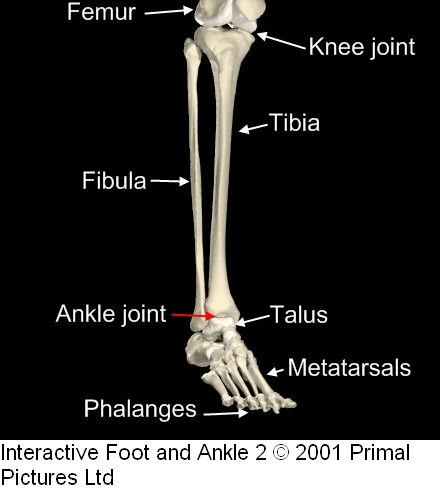 leg and feet bones