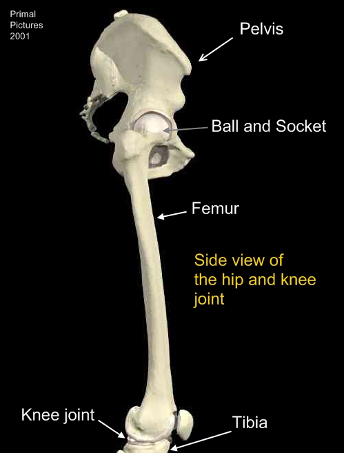 leg and feet bones